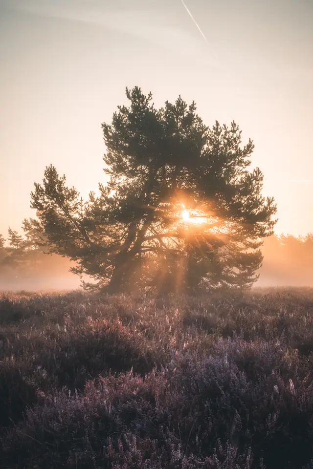 Mehlinger Heide Sonnenaufgang September