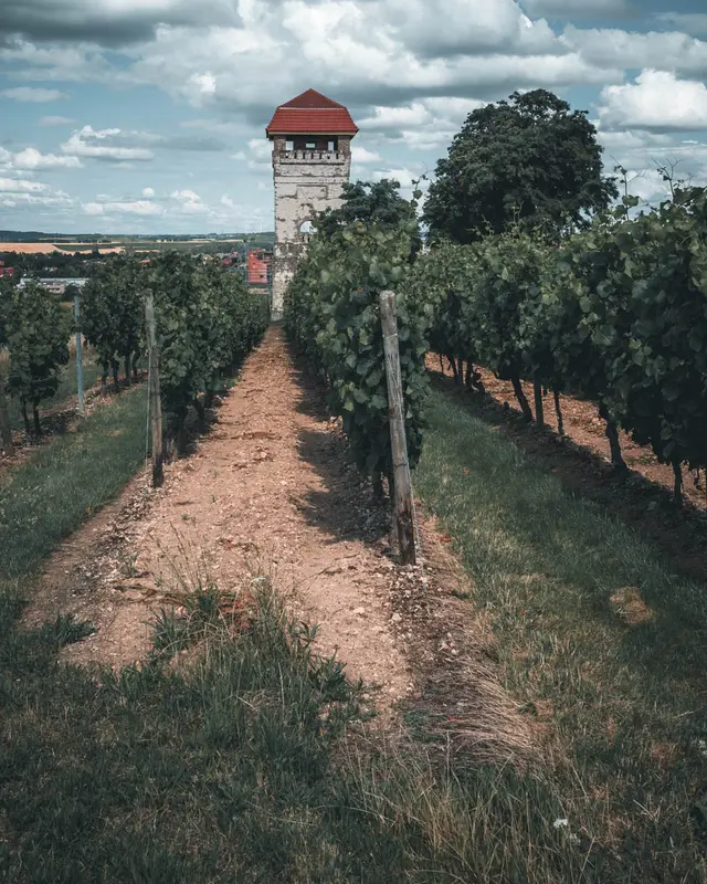 Woellstein Wasserturm Juli