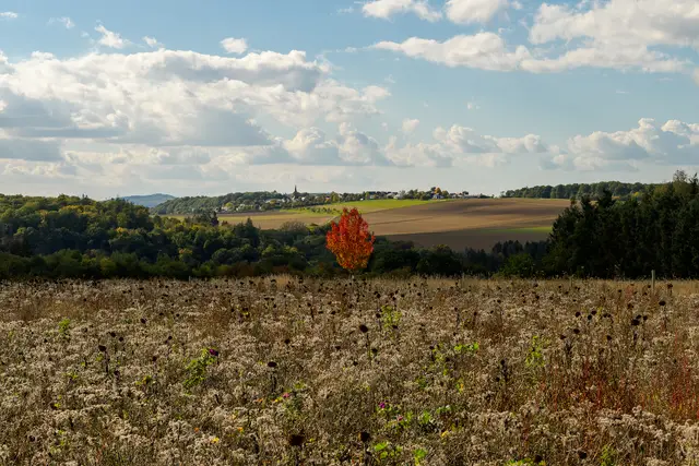 Oppenhausen Roter Baum