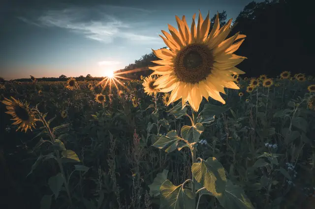 Weilerbach Hundeheim Sonnenblumen September