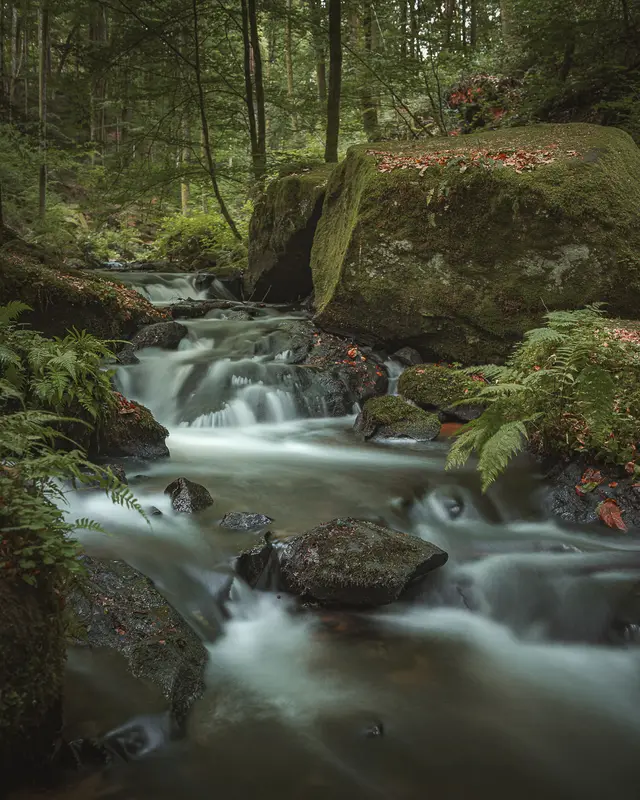 Morgens am Bach im Pfälzerwald