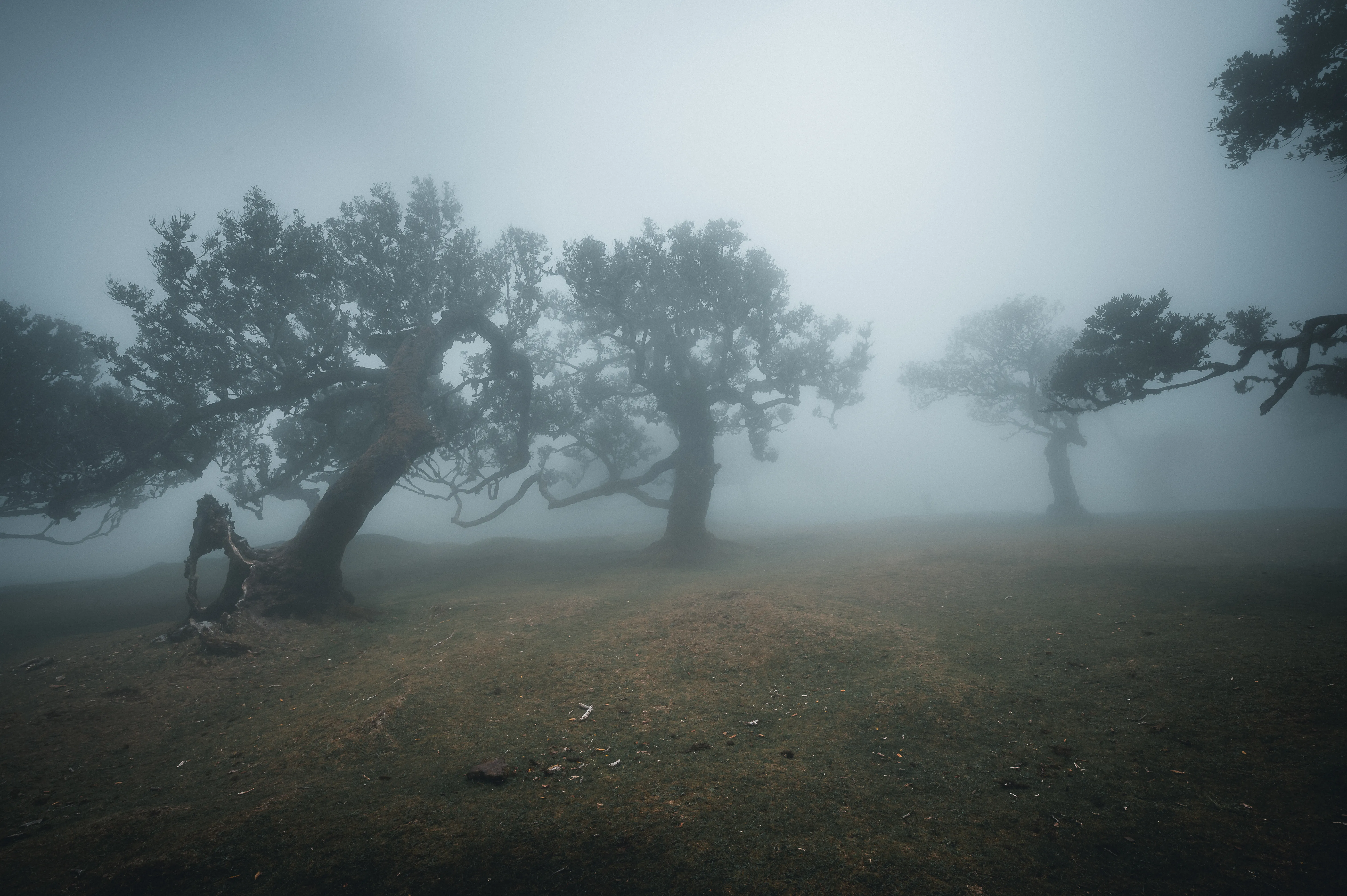Nebelverhangene Baumriesen im Fanal-Wald, Madeira