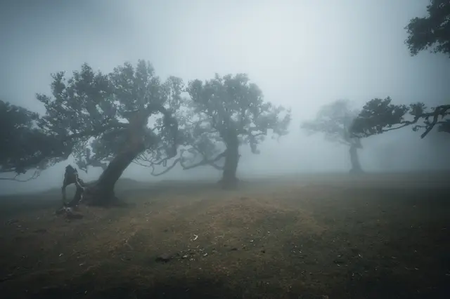 Madeira – Fanal kurz nach Sonnenaufgang